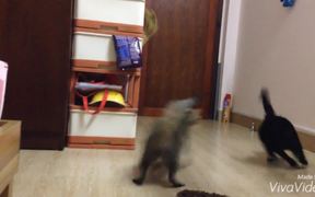 Cat's Attack