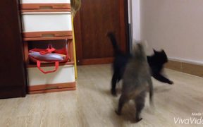 Cat's Attack