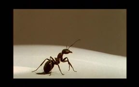 La Fourmi (The Ant)