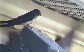 Swallows - Chasing An Intruder