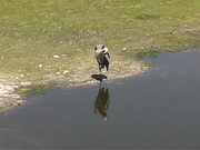Myakka River State Park - Bird on the River Bank