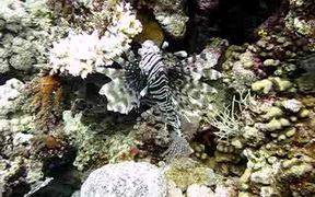 Lion Fish in Red Sea