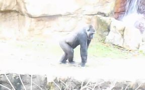 Lowland Gorillas