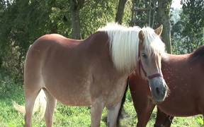 Beautiful Horses - Animals - VIDEOTIME.COM