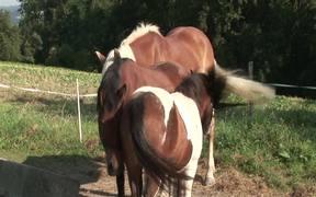 Beautiful Horses - Animals - VIDEOTIME.COM