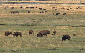 Yellowstone National Park: Bison
