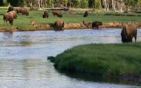 Yellowstone National Park: Bison - Animals - VIDEOTIME.COM