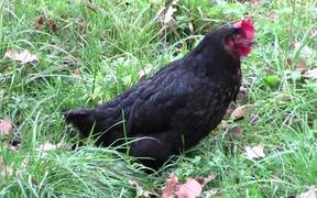 Black Chicken