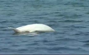 Swan Dive Baltic - Animals - VIDEOTIME.COM