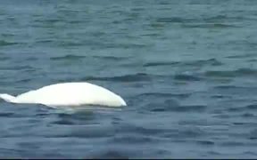 Swan Dive Baltic