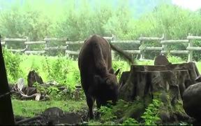 Young Bison Walks - Animals - VIDEOTIME.COM