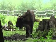 Young Bison Walks