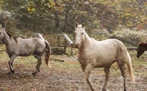 Horses and Falling Snow - Animals - VIDEOTIME.COM