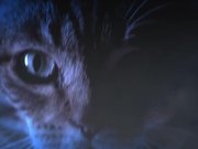 Meow Mix Video: A Meow Mix by Ashworth - Commercials - Y8.COM