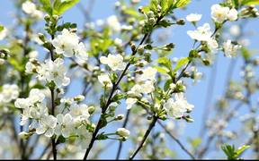 Fruit Tree in Spring - Commercials - VIDEOTIME.COM