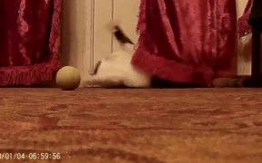 Cat Music Playing Ball