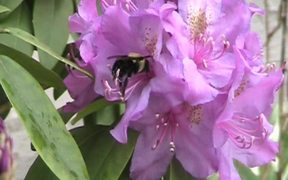 Rhododendron and Bee in Macro