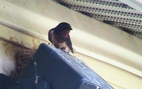 Swallows - The Male Defends The Nest