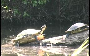 Myakka River State Park - Turtles