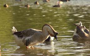 Swan Goose in Slow Motion