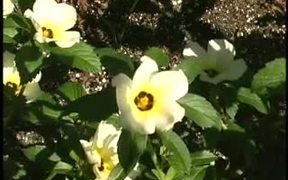 Time Lapse Blooming Flowers