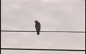 The Hawk on Electric Wires
