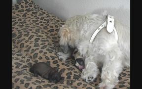 Juliet Gives Birth to 7 Puppies - Animals - VIDEOTIME.COM