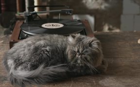 Pepe Jeans Commercial: Authentic Vintage Cat