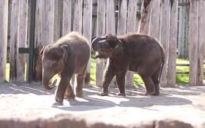 Babies At The Fort Worth Zoo