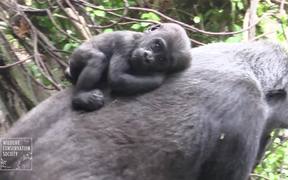 Gorilla Babies - Animals - VIDEOTIME.COM