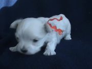 5 Sweet Maltese Puppies (4-5 weeks old)