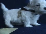 5 Sweet Maltese Puppies (4-5 weeks old)