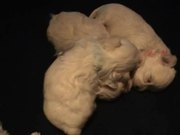 5 Sweet Maltese Puppies (4-5 weeks old) - Animals - Y8.COM