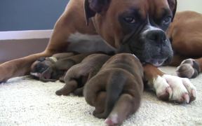 Boxer's Two-Day-Old Puppies in HD