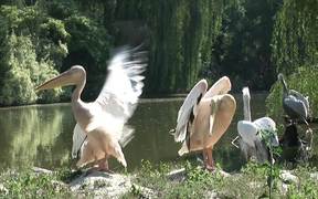 Pelican - Animals - VIDEOTIME.COM