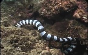 Sea Snake vs Moray Eel - Animals - VIDEOTIME.COM