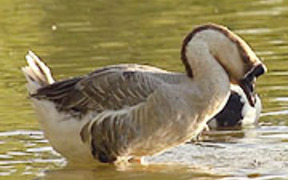 Swan Goose Washing in Super Slow Motion