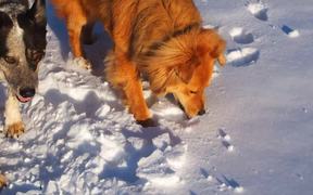 Dogs and the Snow
