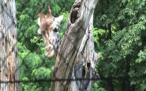 Giraffe Behind Fence