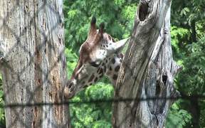 Giraffe Behind Fence - Animals - VIDEOTIME.COM