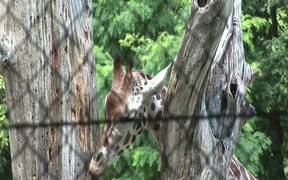 Giraffe Behind Fence