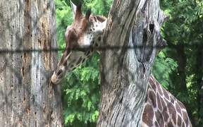 Giraffe Behind Fence - Animals - VIDEOTIME.COM