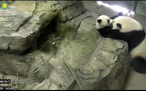 Smithsonian's National Zoo: Panda