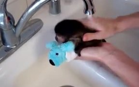 Baby Monkey Nala Gets a Bath - Animals - VIDEOTIME.COM