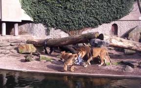 Lion Catches and Eats a Bird in a Zoo