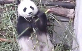 Panda Eating