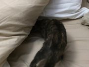 Bed and Cat